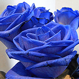 青いバラ。