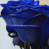 花びらには青いスジがあります。